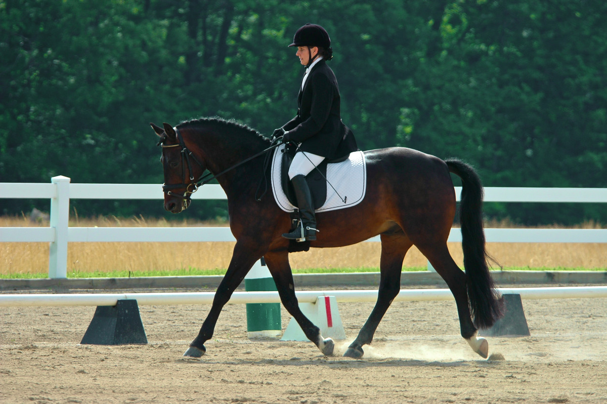 First Level Test 1 – Morgan Dressage Association