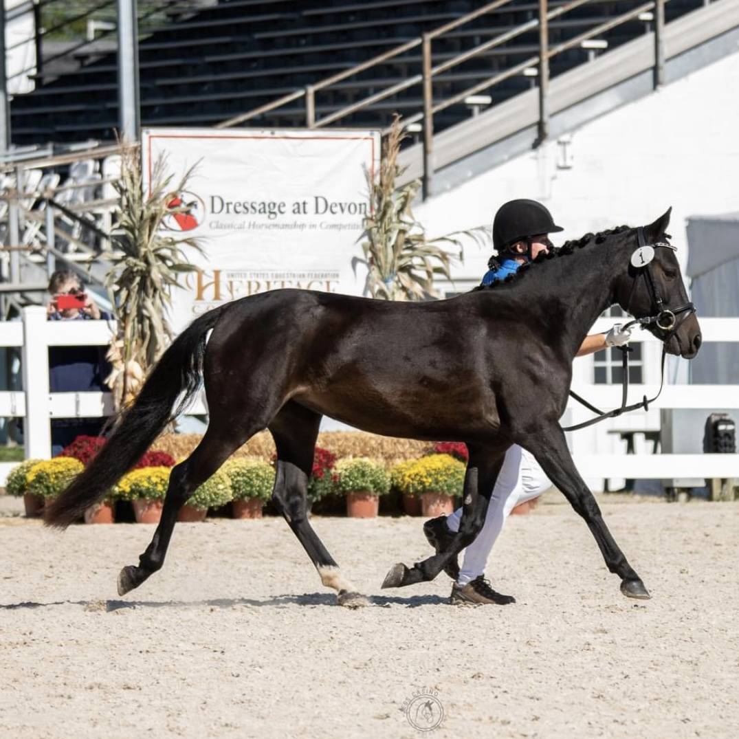 2024 Shows With Dressage Dressage Association